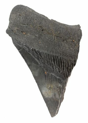 Partial, Serrated, Megalodon Tooth #48381